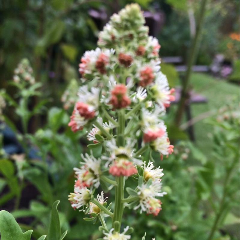 plant image 182242