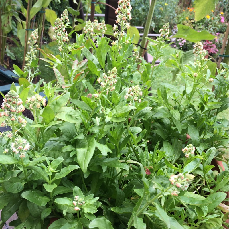 plant image 182247