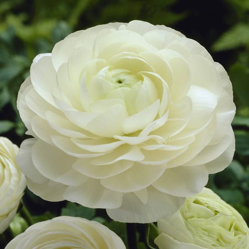 Plant image Ranunculus asiaticus 'Bloomingdale Mix' (Bloomingdale Series)