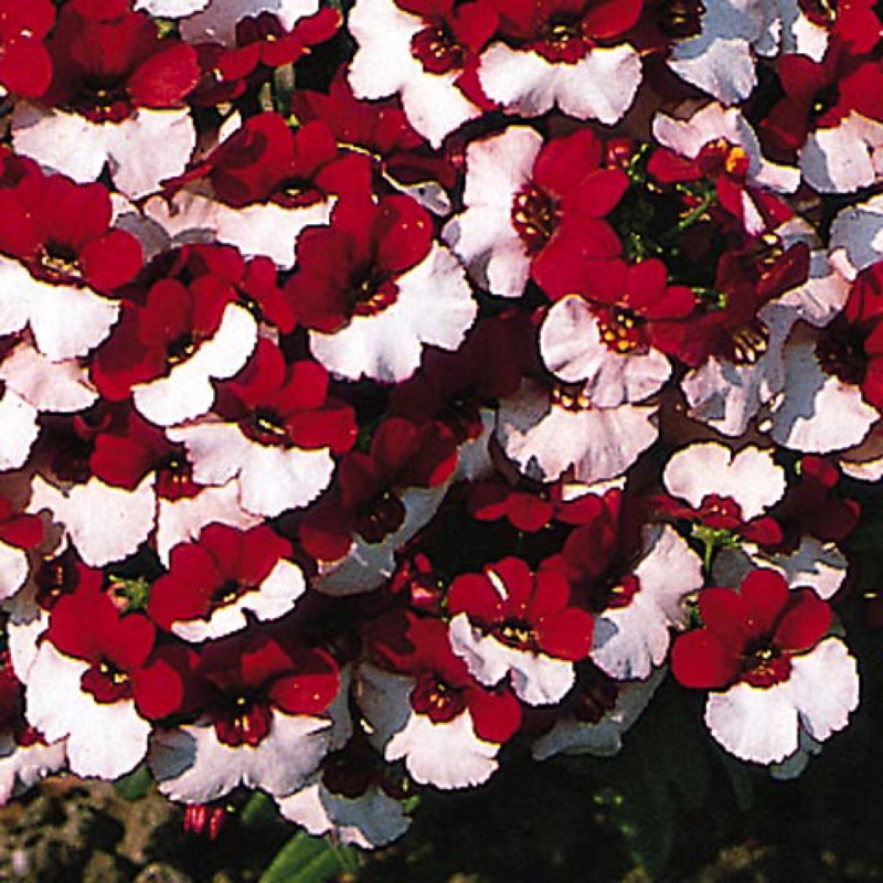 Plant image Nemesia 'Danish Flag'