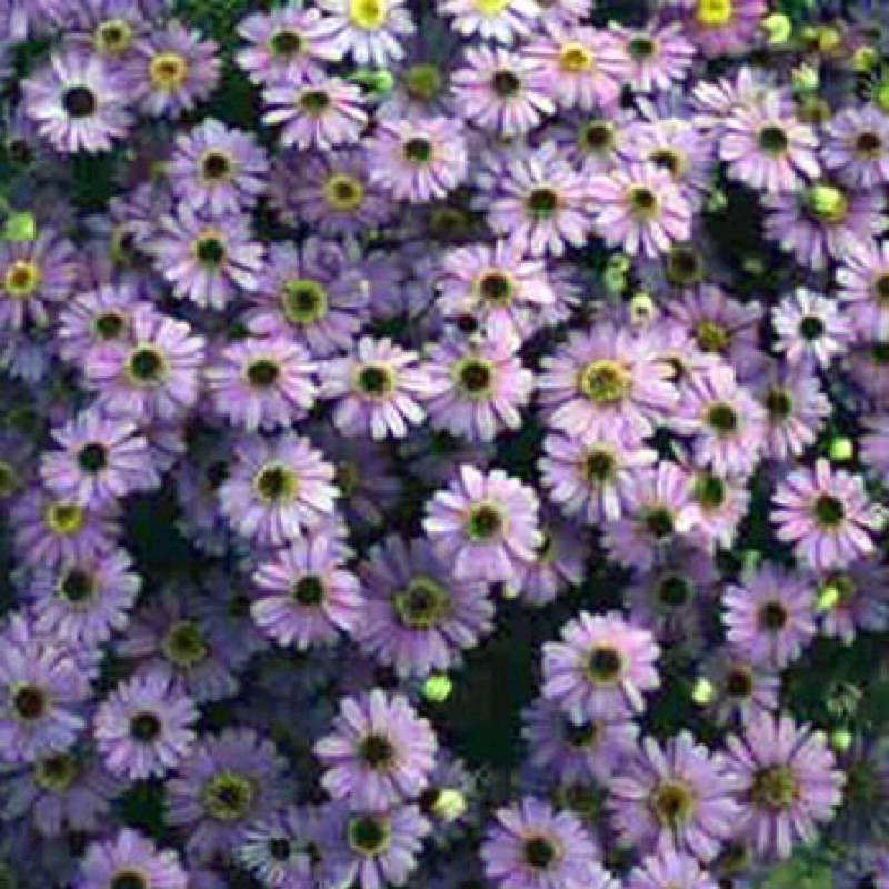 Plant image Brachyscome iberidifolia