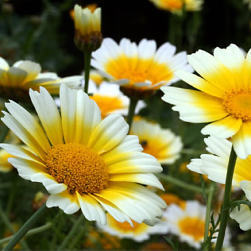 Plant image Glebionis coronaria syn.Chrysanthemum coronarium ; Ismelia coronaria