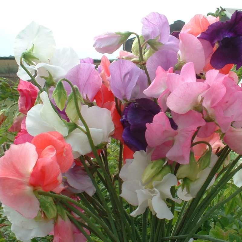 plant image 41248