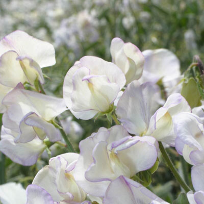 Plant image Lathyrus Odoratus 'Black Knight'