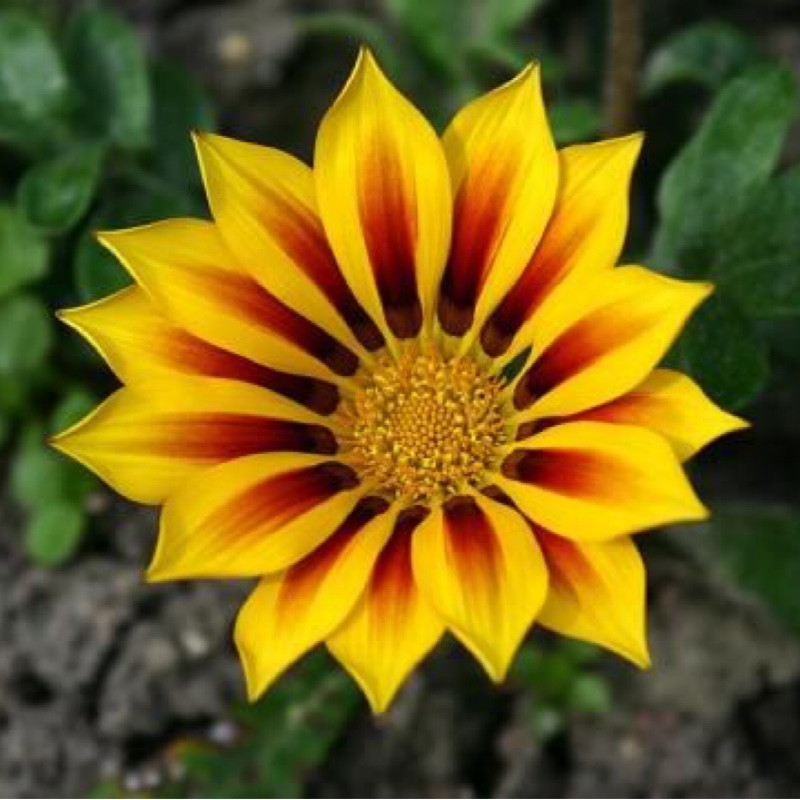 Plant image Gazania 'Daybreak Red Striped'