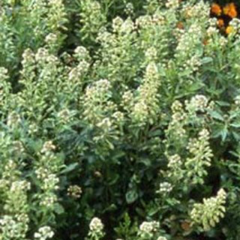 Plant image Reseda odorata