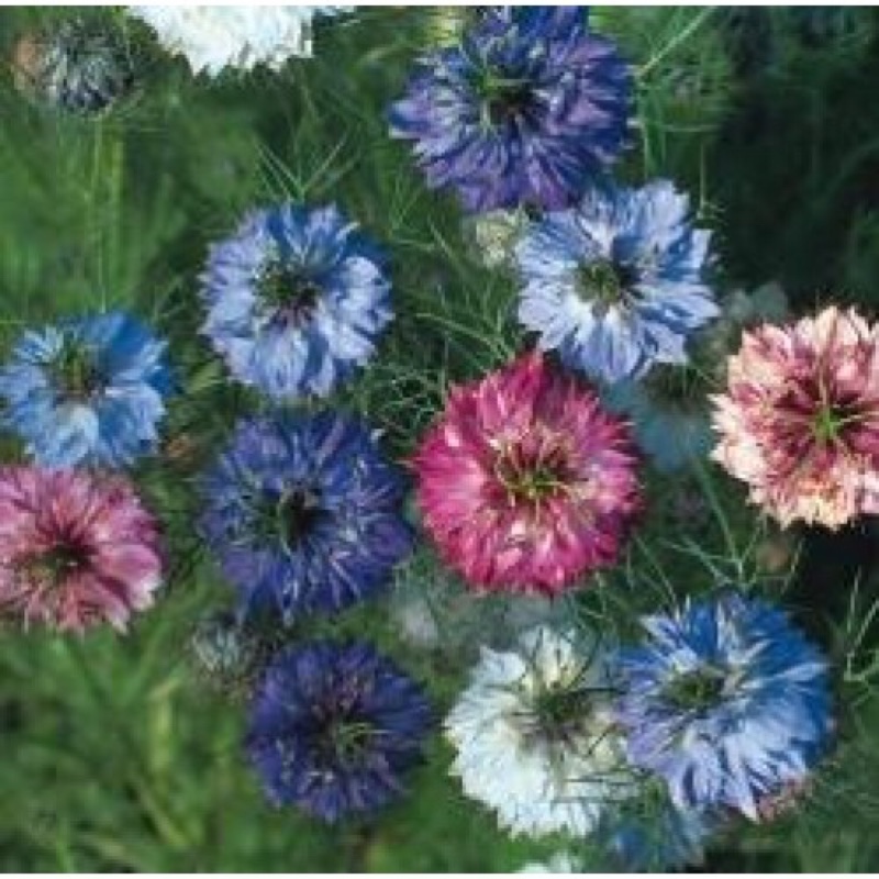 Plant image Nigella damascena 'Persian Jewels'