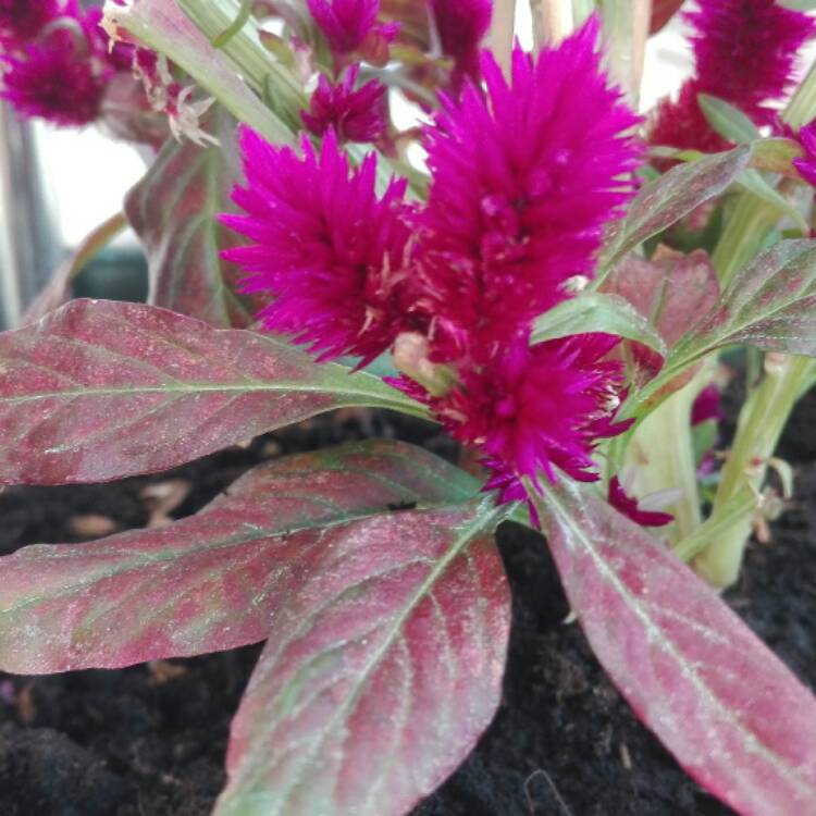 Plant image Celosia argentea (Spicata Group) 'Spiky Purple'