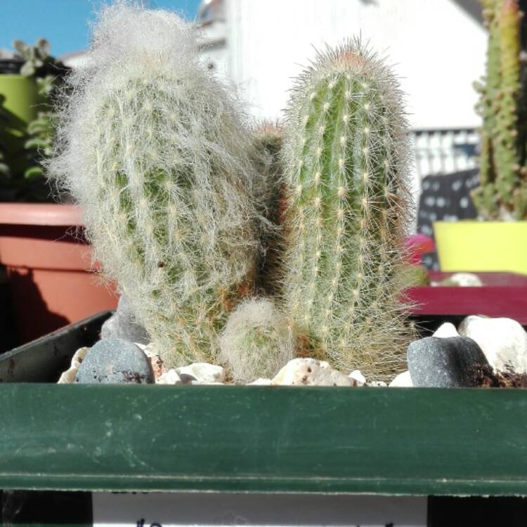 Plant image Espostoa melanostele