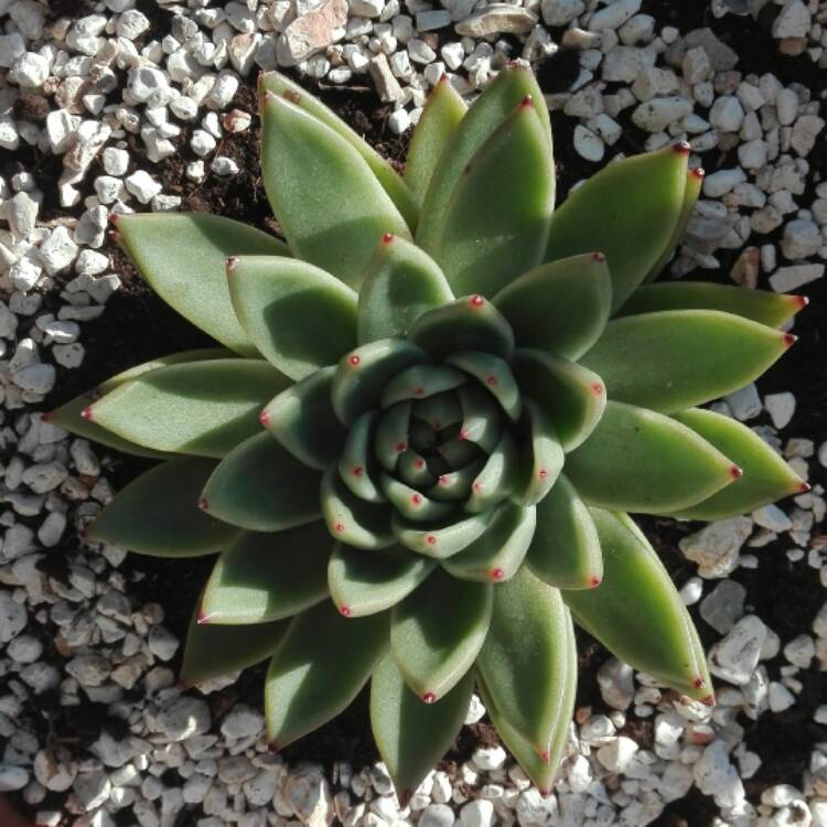 Plant image Echeveria Agavoides Gaya