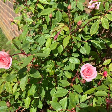 Eoin's garden