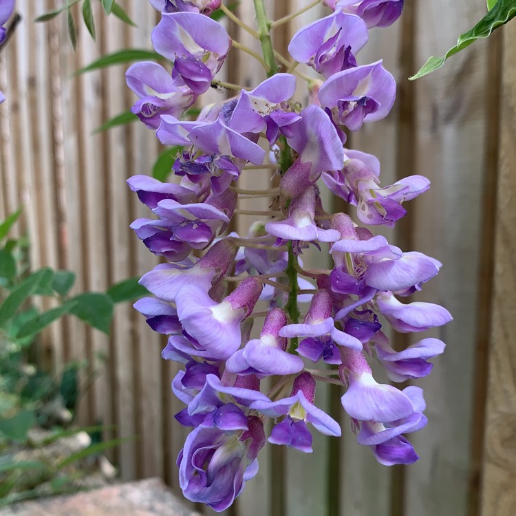 plant image 1338243