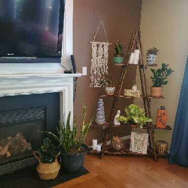 Erin's garden