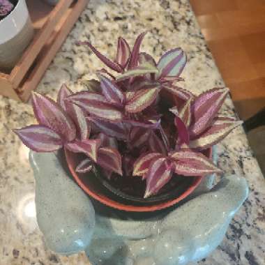 Silver Inch Plant