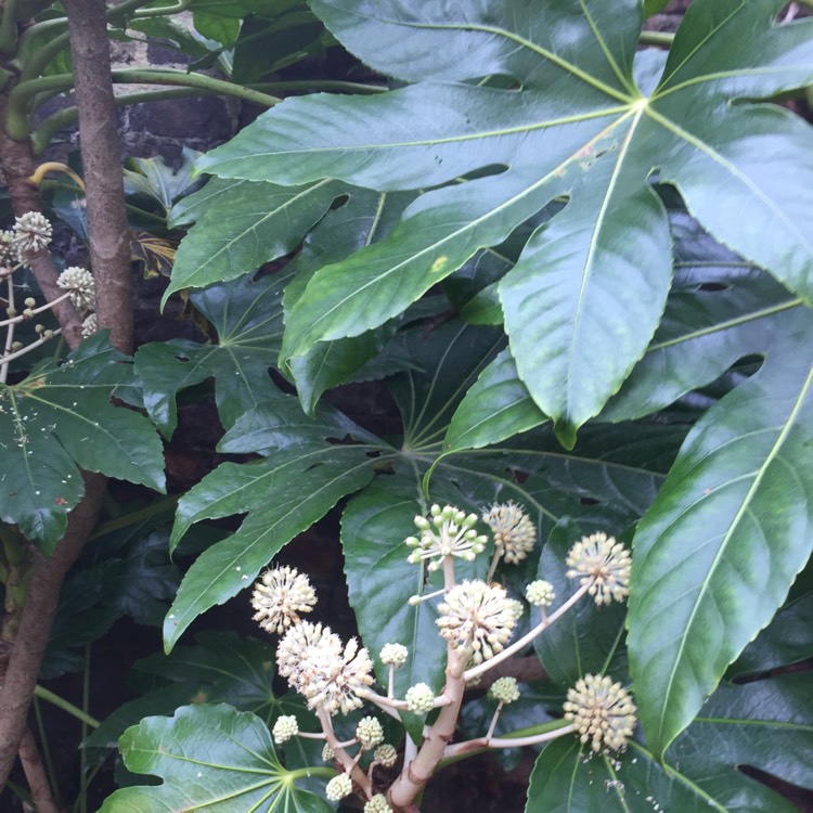 Plant image Fatsia japonica 'Annelise'