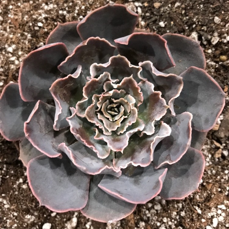 plant image 655422