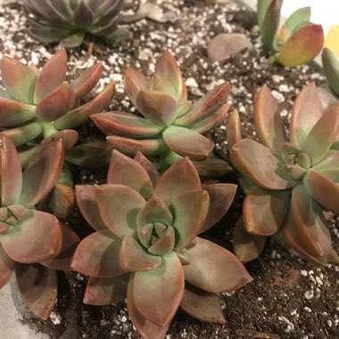 x Graptosedum California Sunset