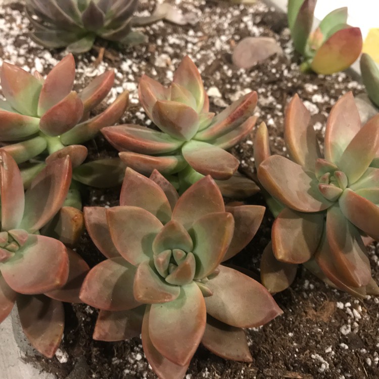 plant image 655487