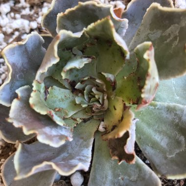 Echeveria 'Shaviana Pink Frills'