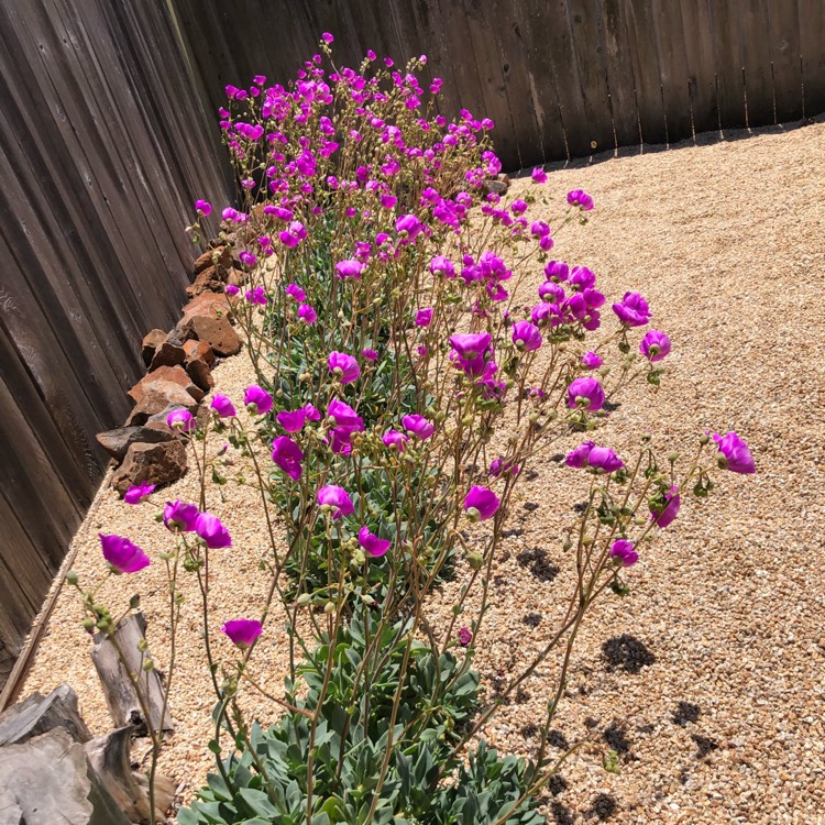 Plant image Calandrinia grandiflora
