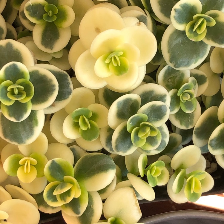 Plant image Sedum 'Sunsparkler Lime Twister'