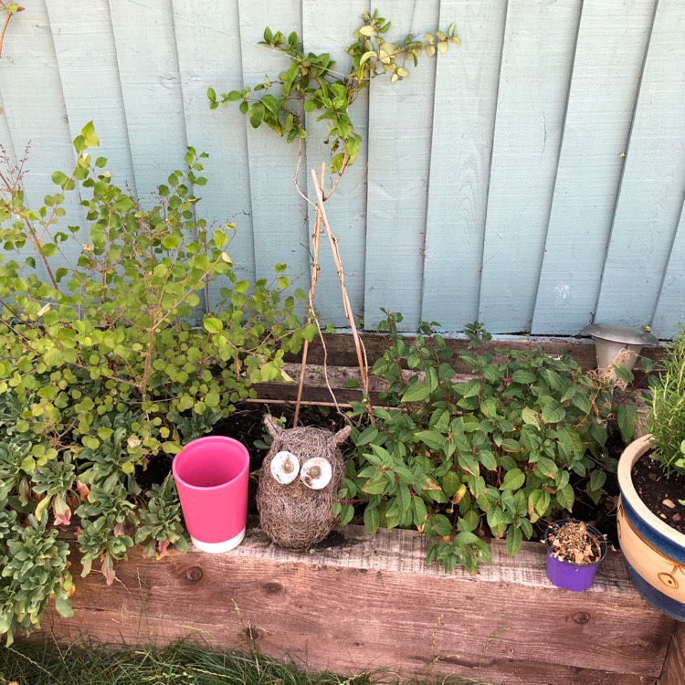 plant image 815286