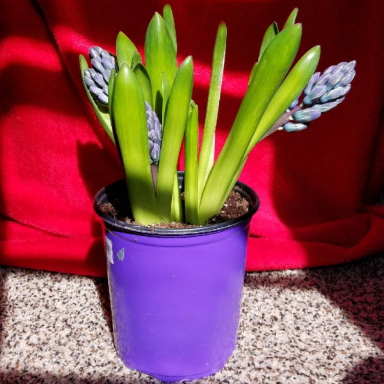 plant image 668837 plant image 668837