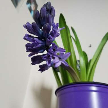 Hyacinthus orientalis 'Delft Blue'
