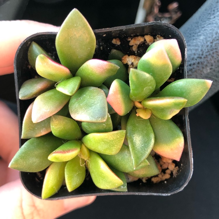 Plant image Anacampseros Variegated