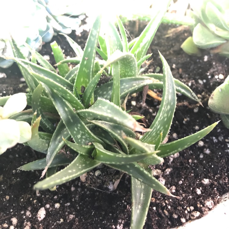 Plant image Aloe hybrid 'Firebird'
