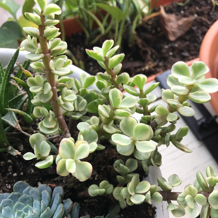 Plant image Portulacaria Afra 'Tricolour'.