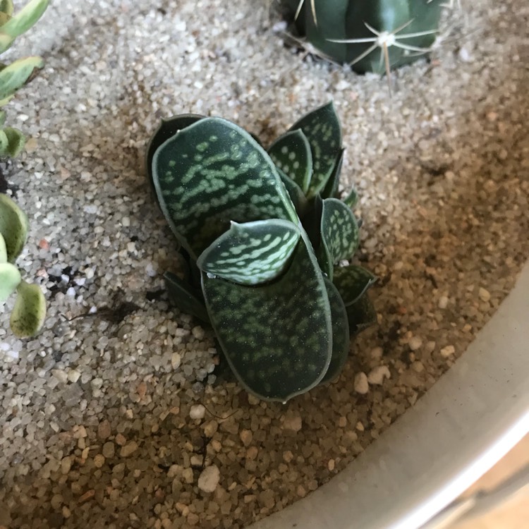 Plant image Gasteria pillansii var. pillansii (Mini)