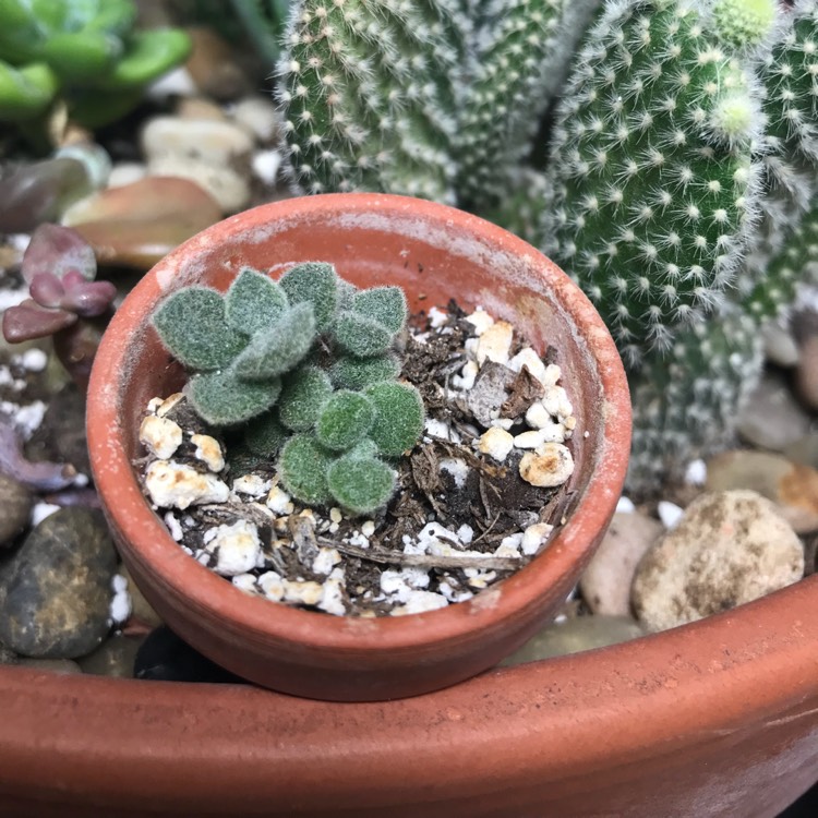 plant image 572397