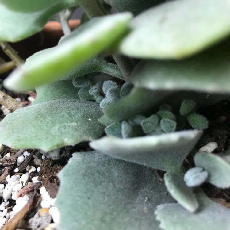 plant image 576916