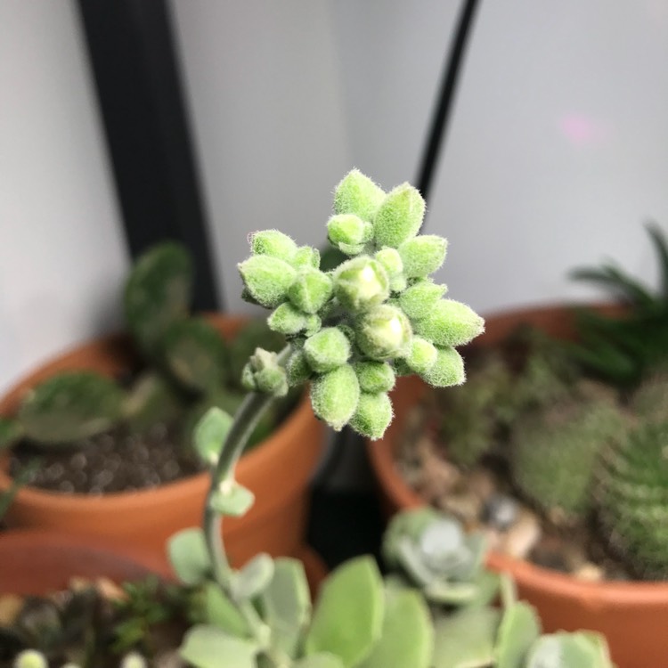 plant image 578493