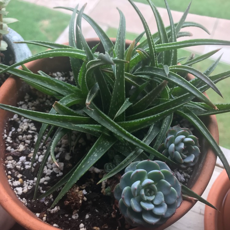 Plant image Aloe hybrid 'Firebird'