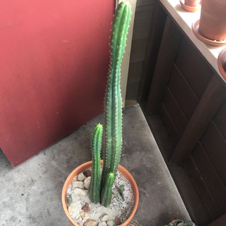 plant image 741481 plant image 741481