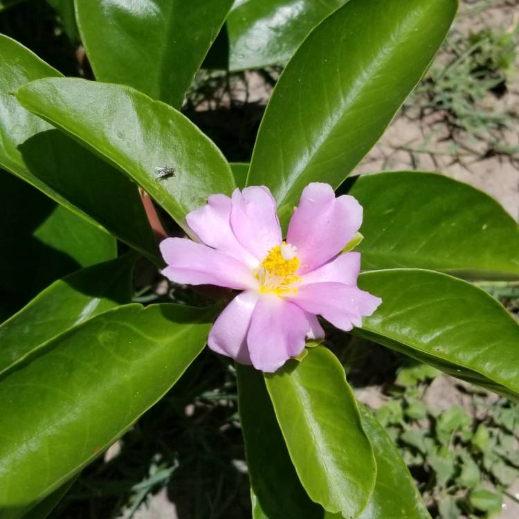 Plant image Pereskia grandiflora syn. Cactus grandifolius