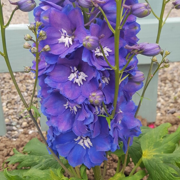 Plant image Delphinium 'Excalibur Light Blue'