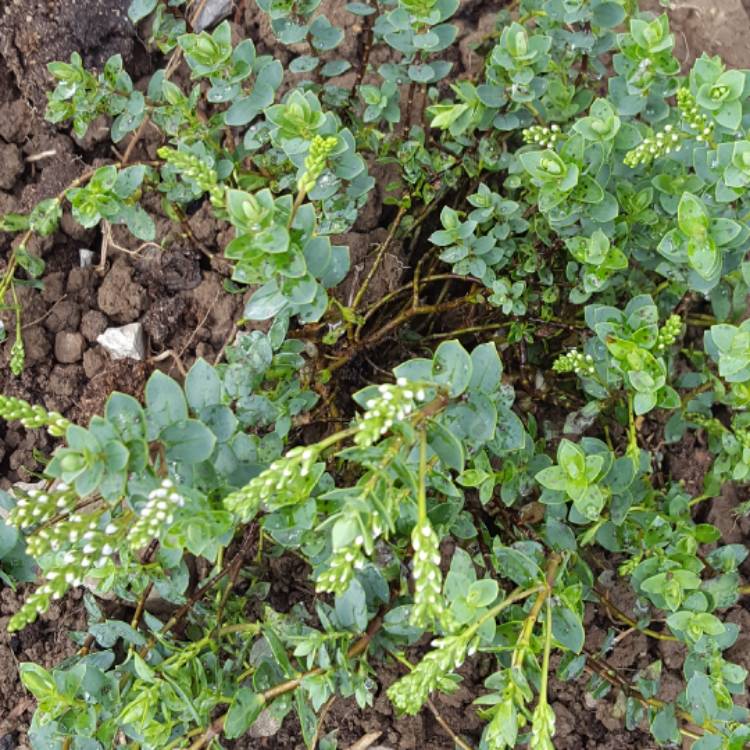 Plant image Hebe 'Blue Haze'