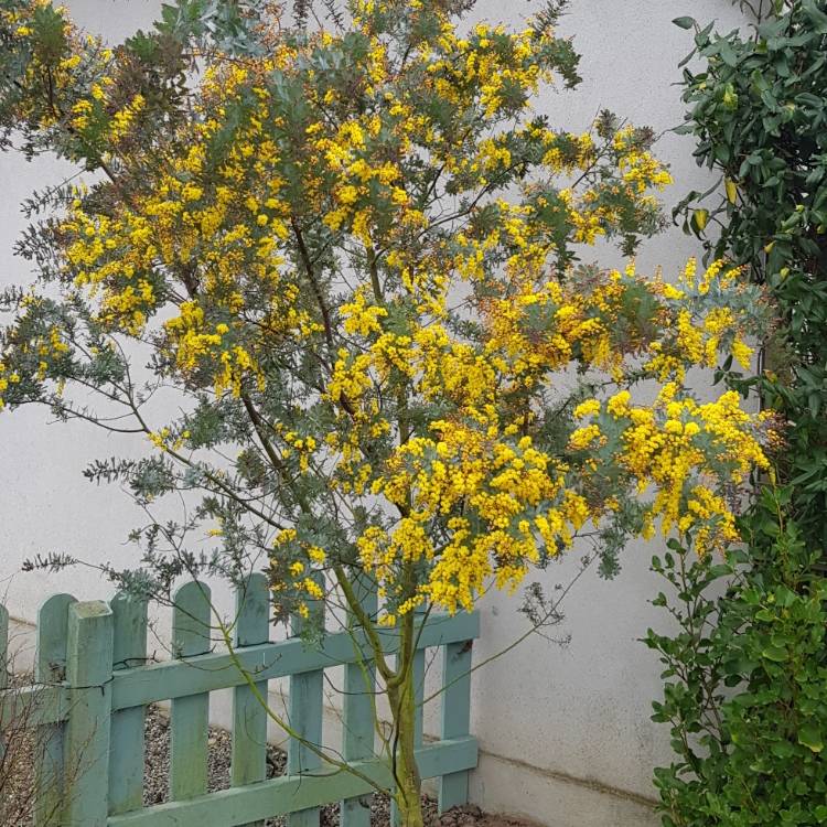 Plant image Acacia baileyana 'Songlines'