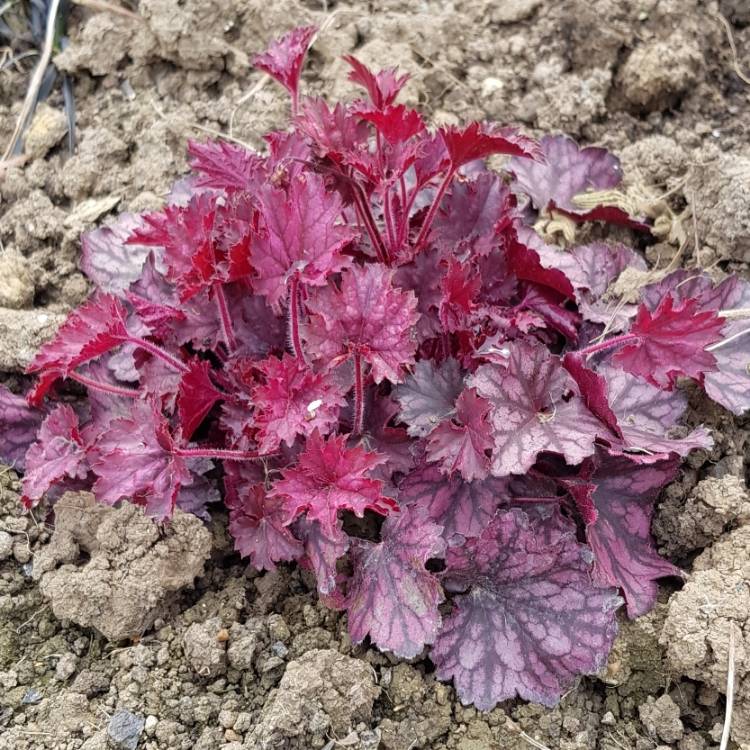 plant image 1000428