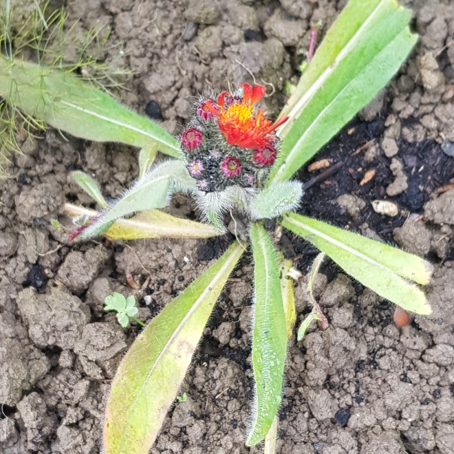 plant image 1077992