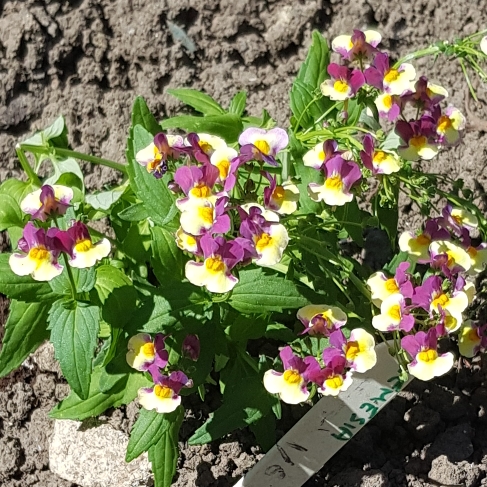 Plant image Nemesia aroma 'Rhubarb And Custard'