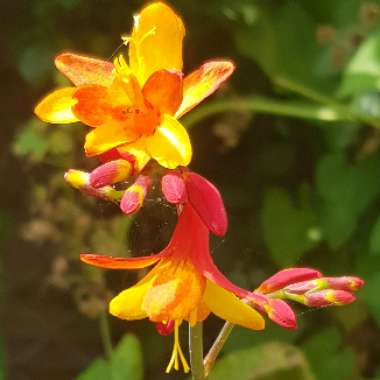 Crocosmia