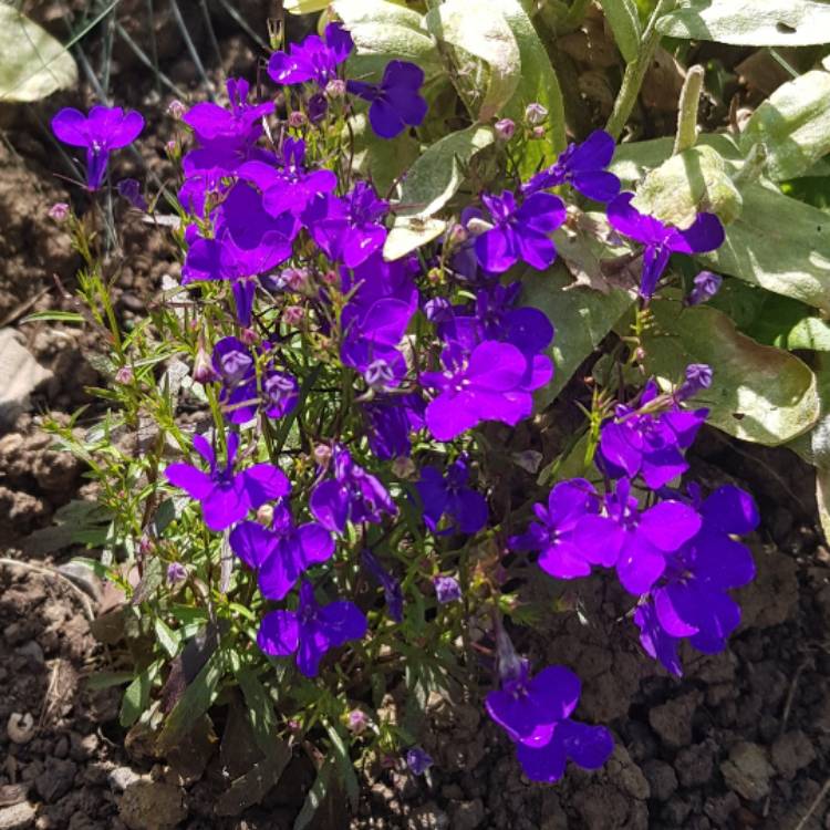 Plant image Lobelia Erinus 'Crystal Palace'