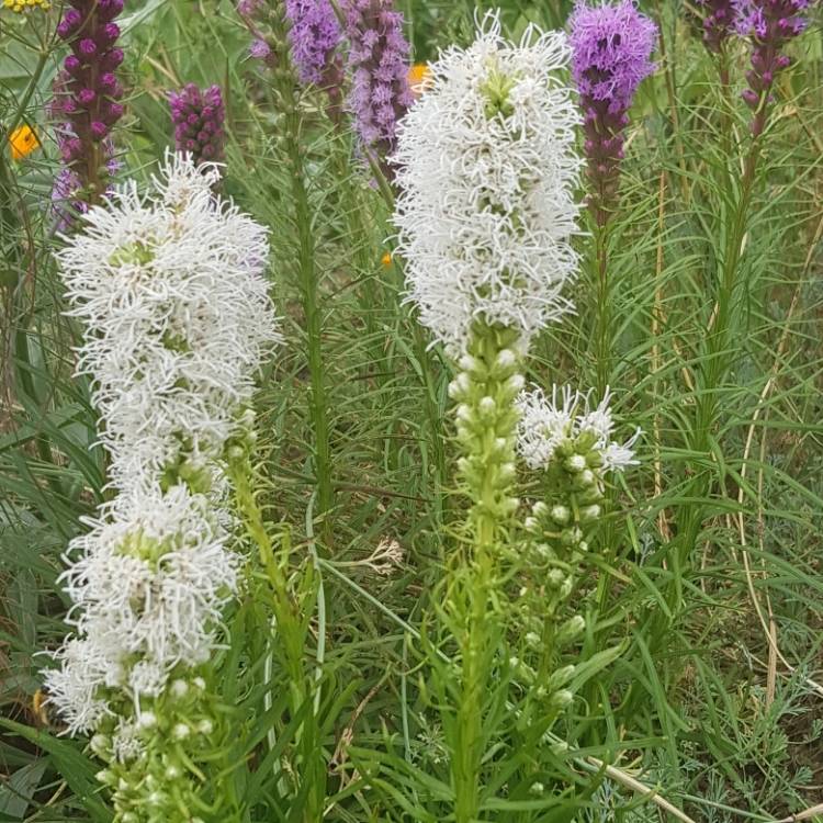 Plant image Liatris spicata 'Alba'