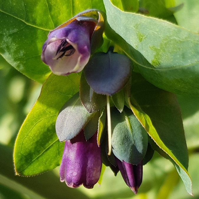 plant image 1261432 plant image 1261432