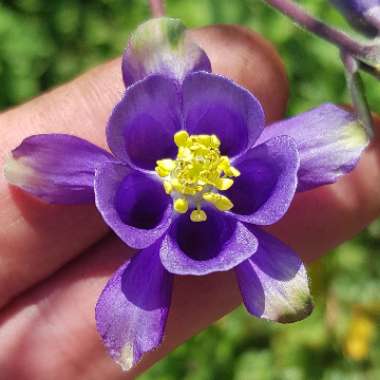 Aquilegia