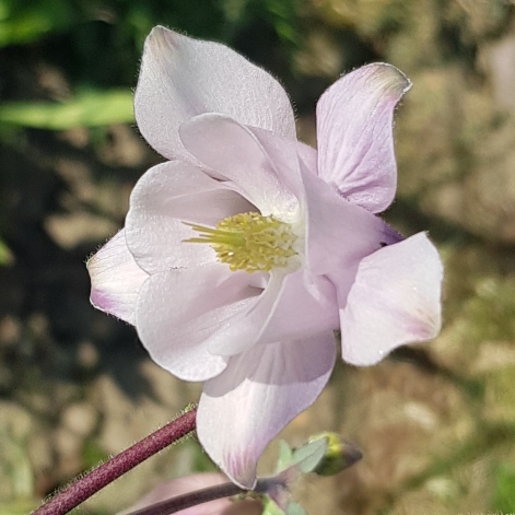plant image 1277046 plant image 1277046